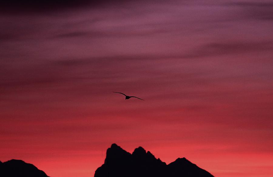 Bird Photograph - Sunrise Thanksgiving  by Donald Torgerson