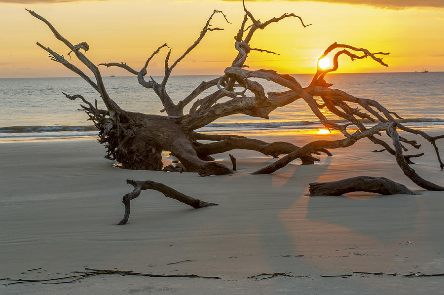 Sunrise Through Driftwood on Jekyll Island GA Photograph by Willie Harper