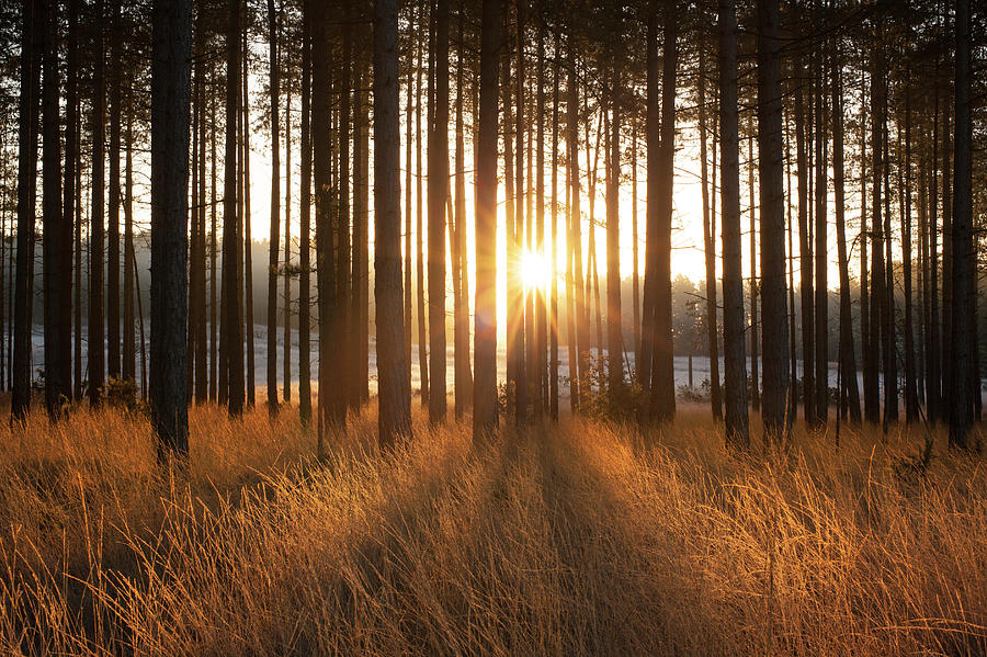 Sunrise Through Pine Forest, Dorset, Uk Photograph by Travelpix Ltd