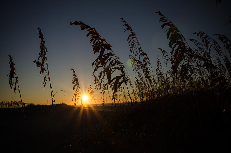 Sunrise Through the Grass Photograph by Anthony Doudt