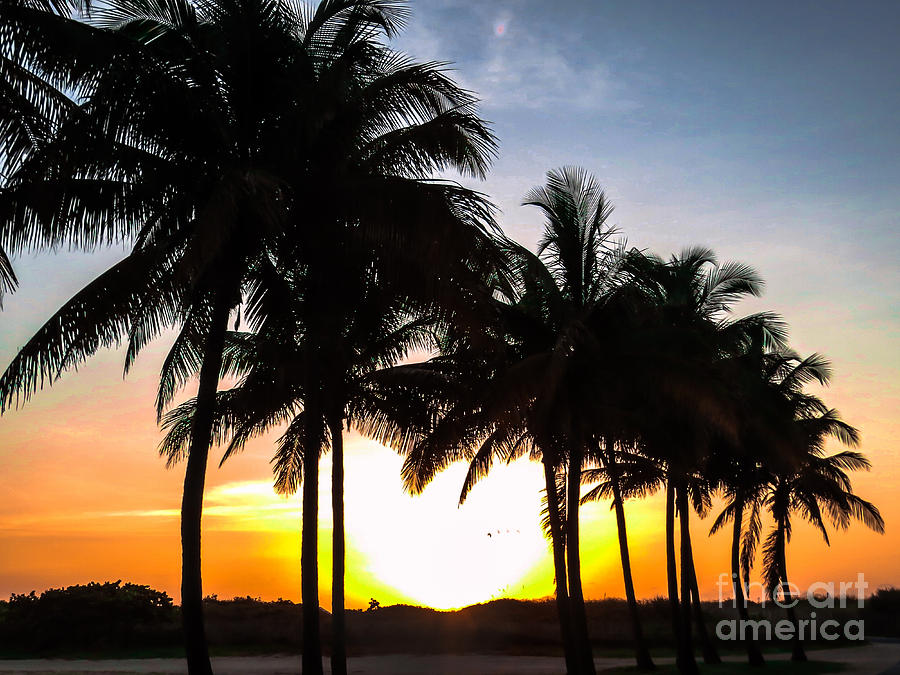 Sunset Photograph - Sunrise through the palms II by Zina Stromberg