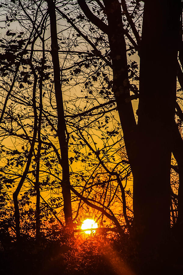 Sunrise Through Trees Photograph by Kathleen McGinley
