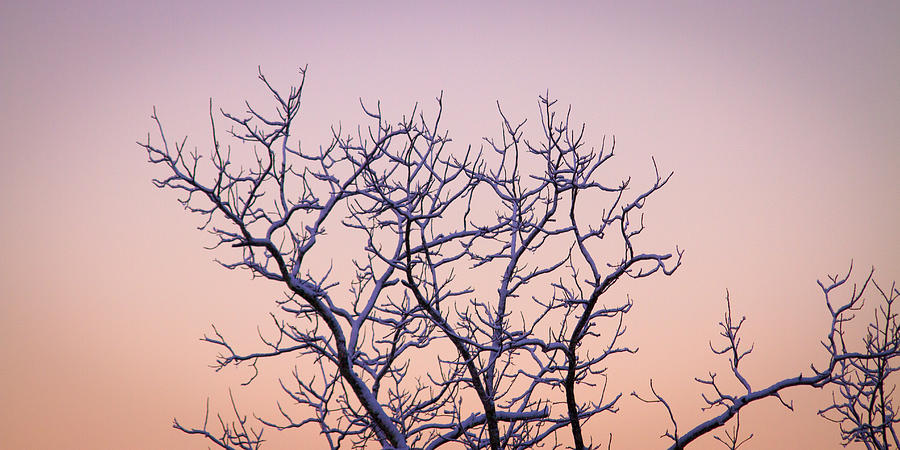 Sunrise Photograph - Sunrise Tree by Nathaniel Kidd Sunrise Photograph - Sunrise Tree by Nathaniel Kidd