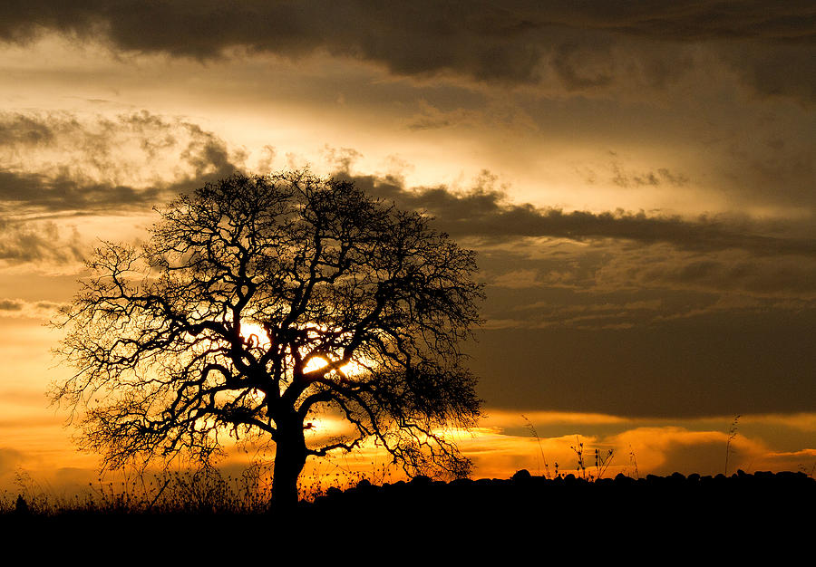 Sunrise Tree Photograph by Robert Woodward