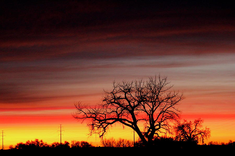 Sunrise Tree Photograph by Trent Mallett