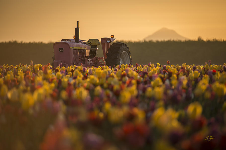Sunrise Tulip Tractor Photograph by Lori Grimmett