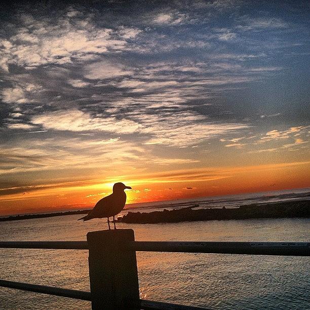 Bird Photograph - Sunrise Tweet by Jonathan DuShane