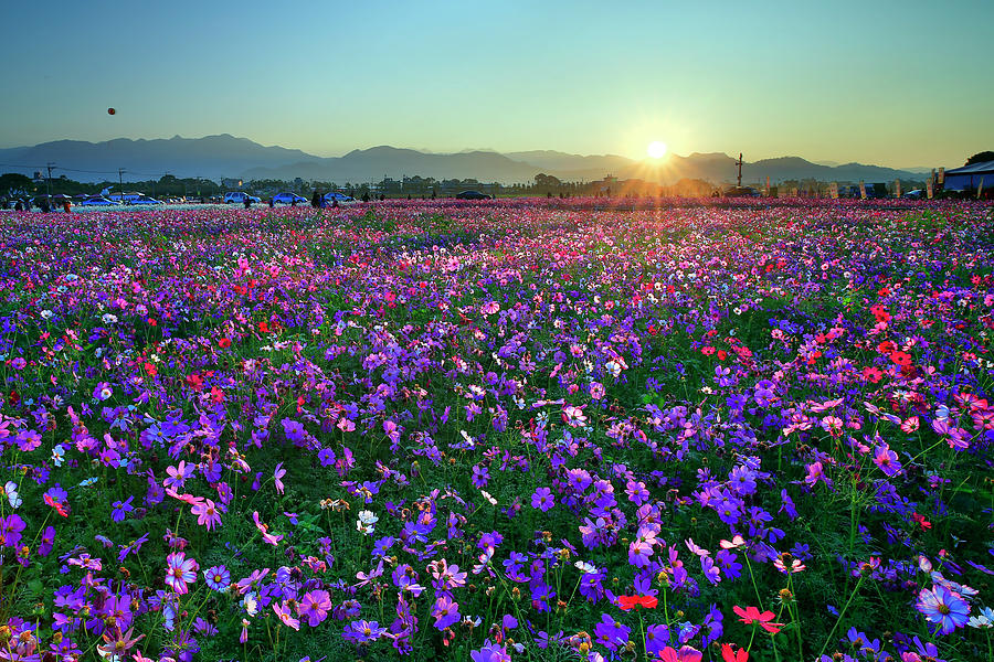 Sunrise Upon Sea Of Flowers Photograph by Thunderbolt tw (bai Heng-yao) Photography