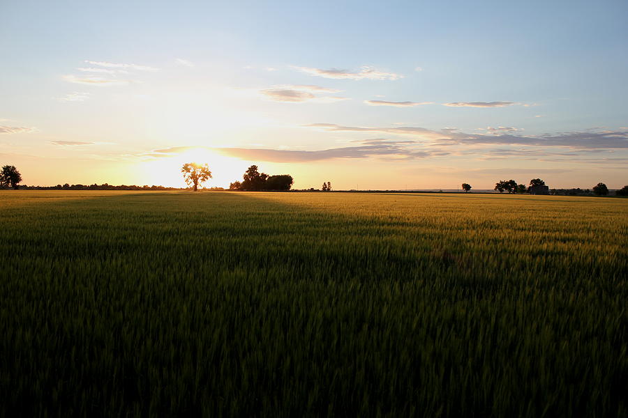 Sunrise Wheat Field Photograph by Trent Mallett