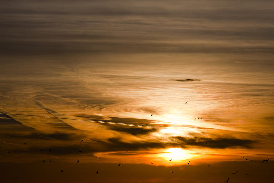 Sunrise with birds in  front Photograph by Vanessa D -