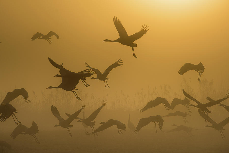 Bird Photograph - Sunrise With Cranes by Ronen Rosenblatt