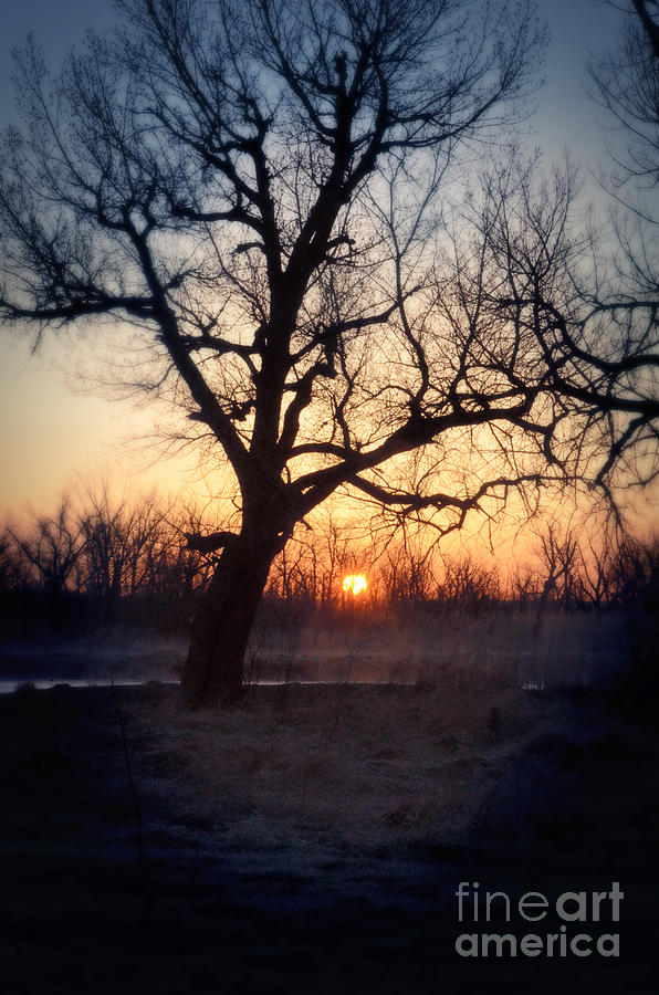 Sunrise with Tree Photograph by Jill Battaglia