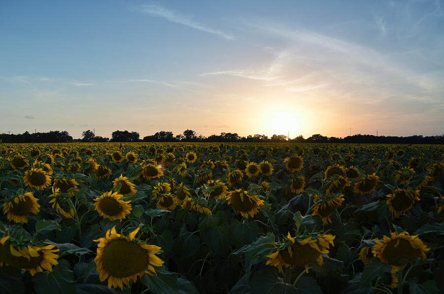 Sun's Energy Photograph by Chris Long - Fine Art America