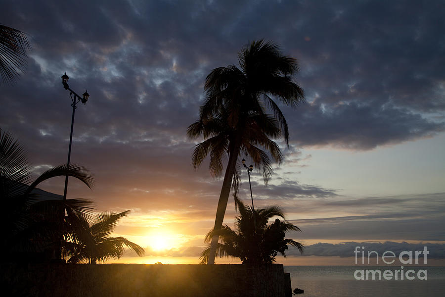 Nature Photograph - Sunset & Palm Trees by Ellen Thane