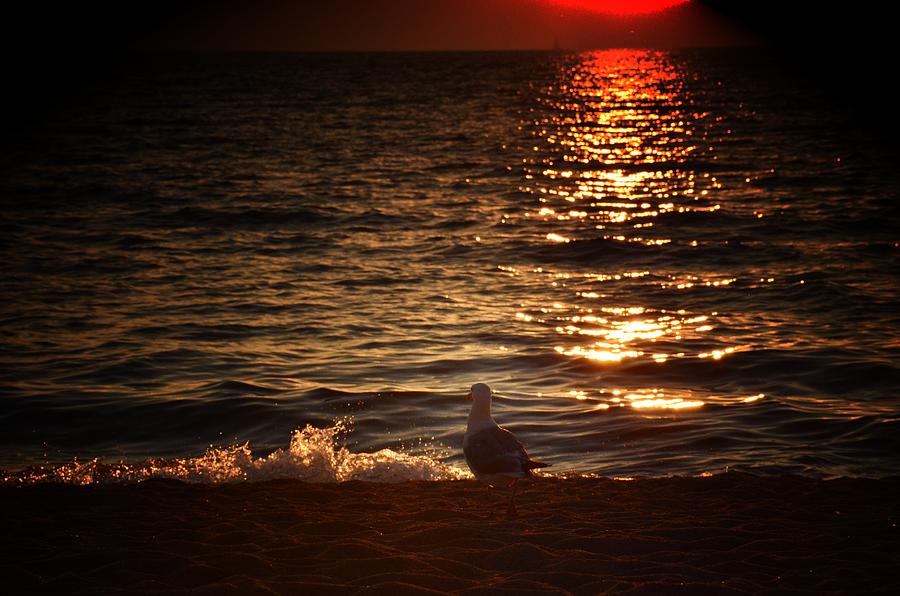Sunset 4 Photograph by Ricardo Dominguez