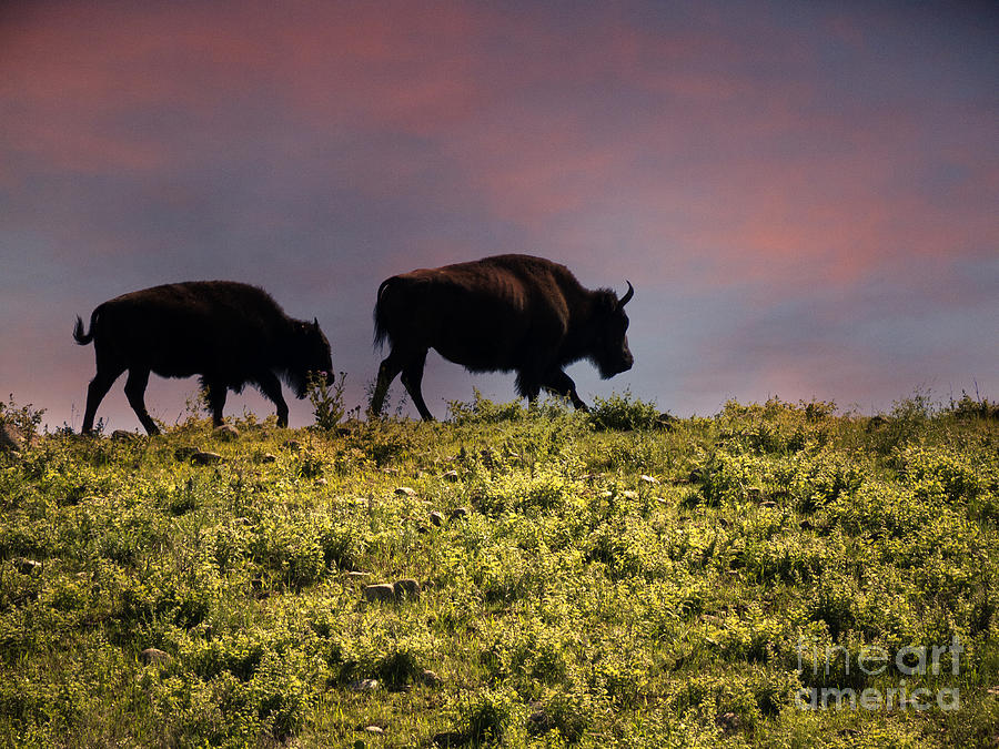 Sunset American Bison Photograph by Brenda Kean