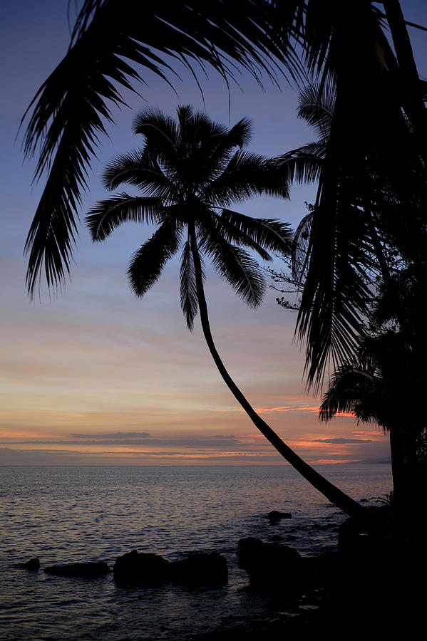 Sunset And A Palm Tree In Fiji Photograph by Darron R. Silva - Fine Art ...