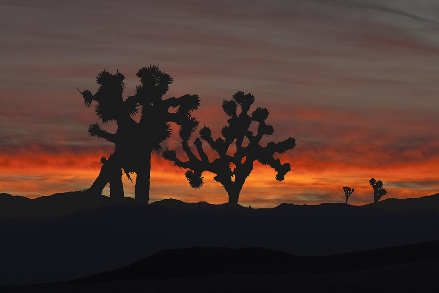 Sunset and Joshua Trees in the Mountains near Death Valley Photograph by Greg Kluempers