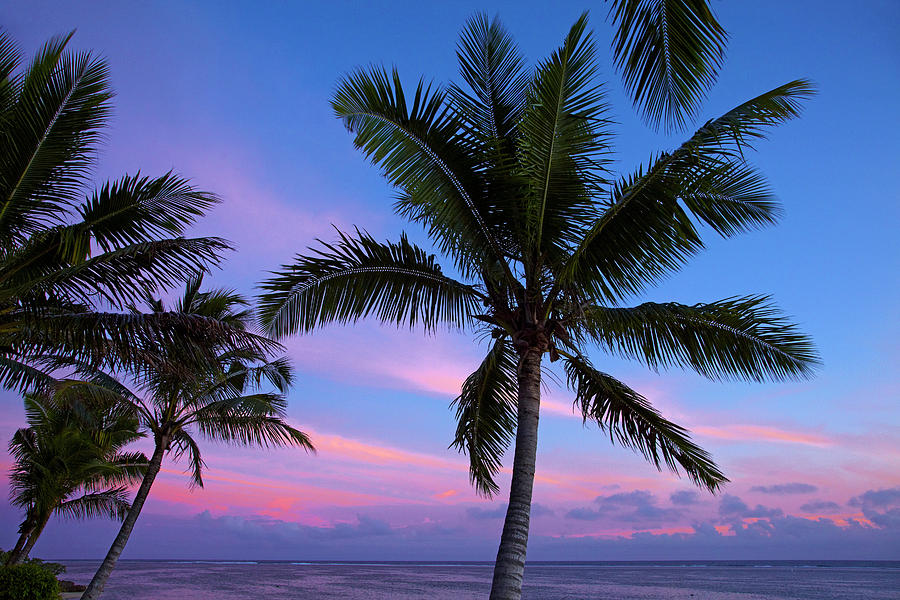 Paradise Photograph - Sunset And Palm Trees, Coral Coast by David Wall