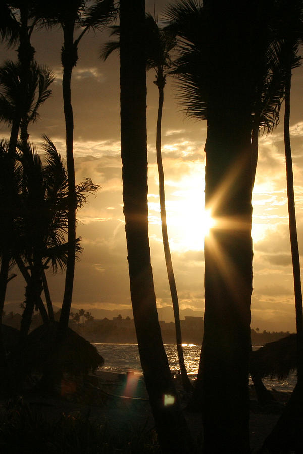 Sunset Photograph - Sunset and Palm Trees Dominican Republic by Stephanie  Kriza
