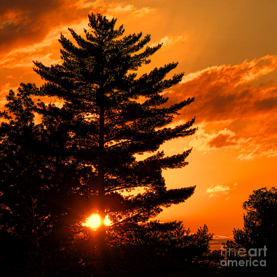 Sunset and Pine Tree  Photograph by Olivier Le Queinec