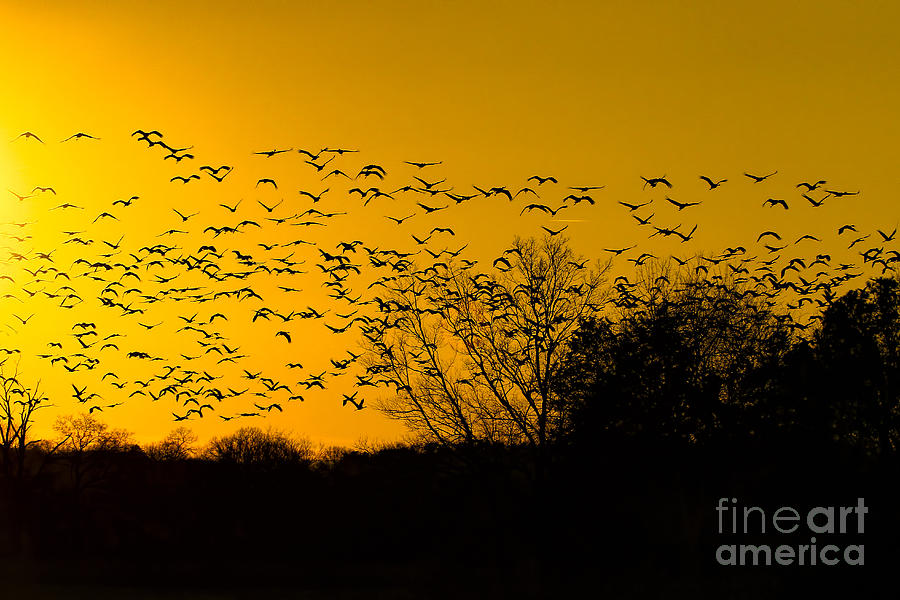 Sunset and Sandhill Cranes Photograph by Barbara Bowen