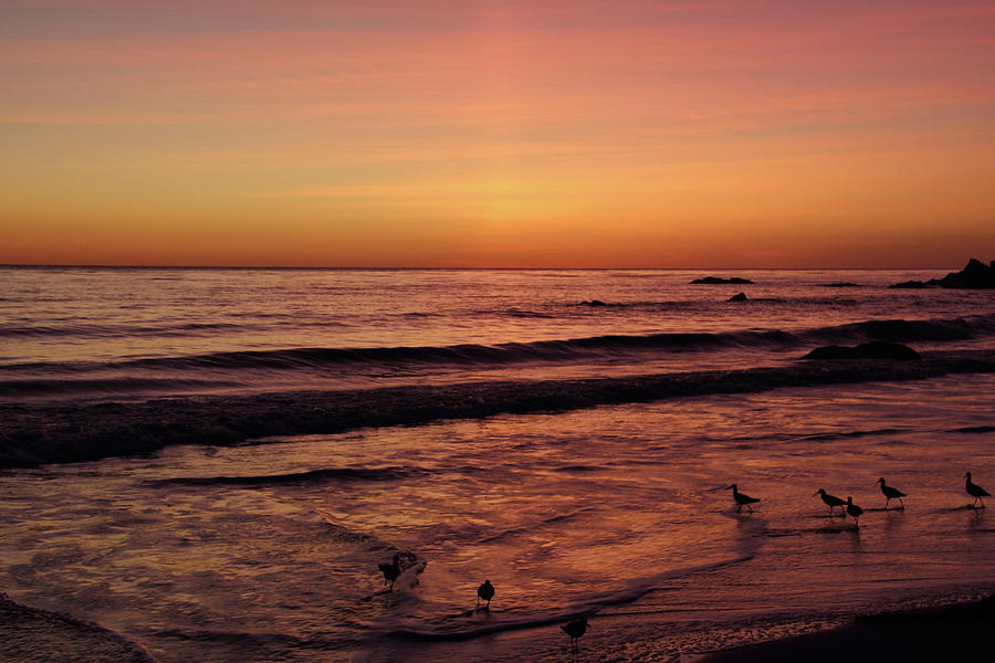 Sunset and Sandpipers Photograph by Theo OConnor