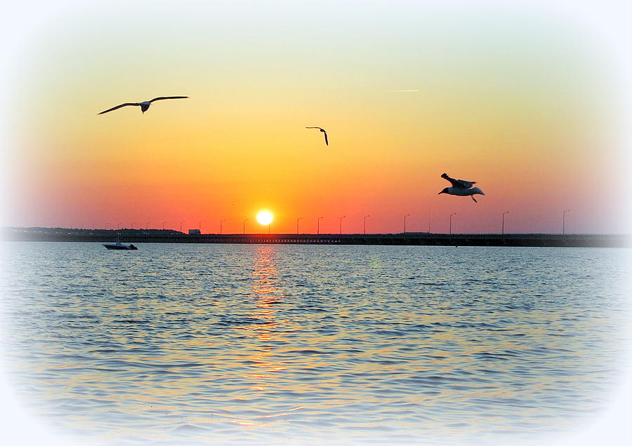 Sunset Photograph - Sunset And Seagulls by James DeFazio