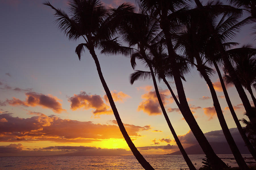 Sunset And Silhouette Of Palm Trees Photograph by Ron Dahlquist - Fine ...