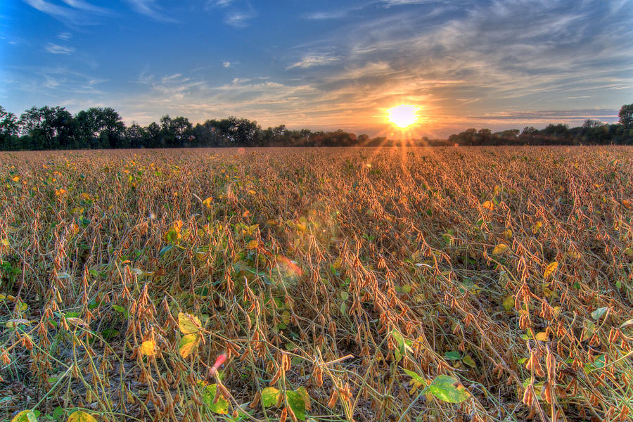 Sunset and Soybeans Photograph by Steve Stuller
