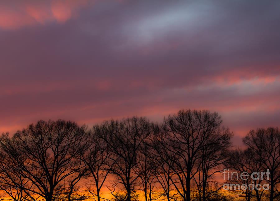 Sunset Photograph - Sunset and Trees by Ursula Lawrence