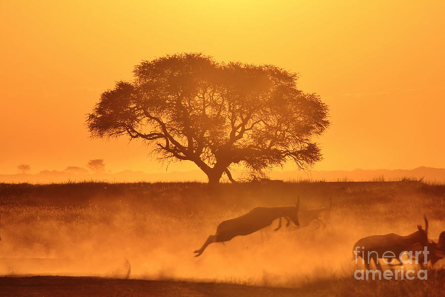 Sunset Photograph - Sunset and Wildlife Super Gold by Andries Alberts