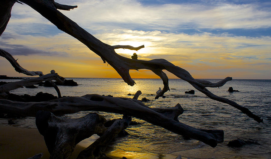 Driftwood at Sunset on Beach 69 Photograph by Venetia Featherstone-Witty