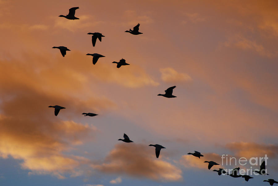 Sunset at Bosque del Apache Photograph by John Greco