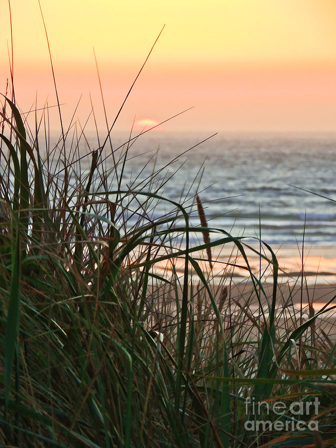 Sunset at Oregon Dunes Photograph by L J Oakes
