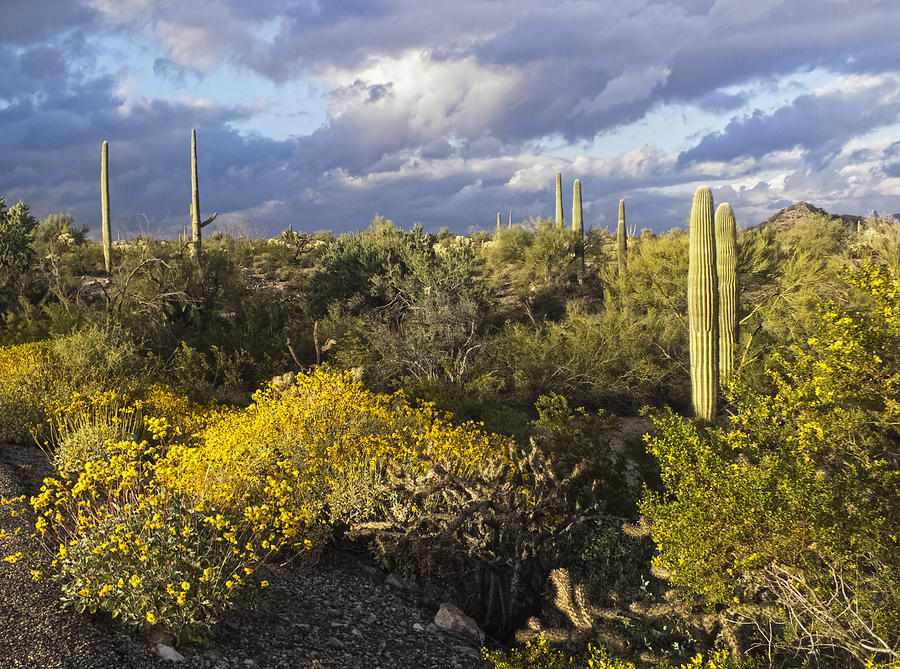 Sunset at Organ Pipe Cactus Monument Photograph by Lucinda Walter - Pixels