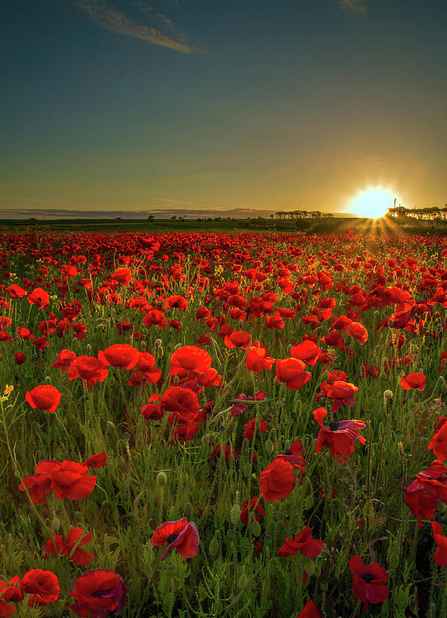 Sunset At Poppy Field Photograph by Danny Birrell Photography