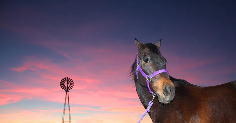 Horse Photograph - Sunset at the Farm by Laurie Larson