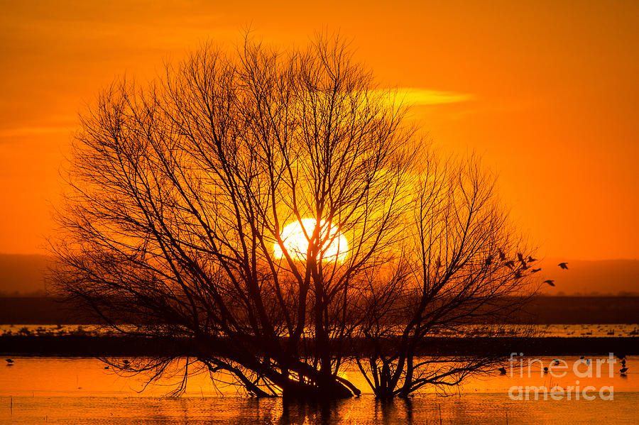 Sunset At The Merced Wildlife Refuge Photograph by Mimi Ditchie