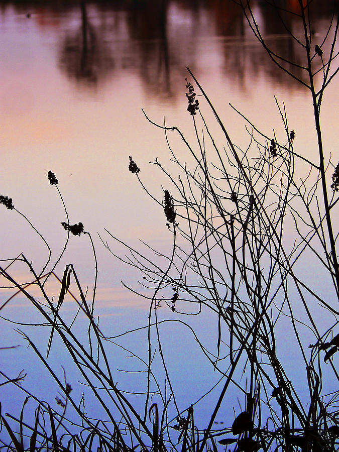 Sunset at the Pond Photograph by Pamela Patch