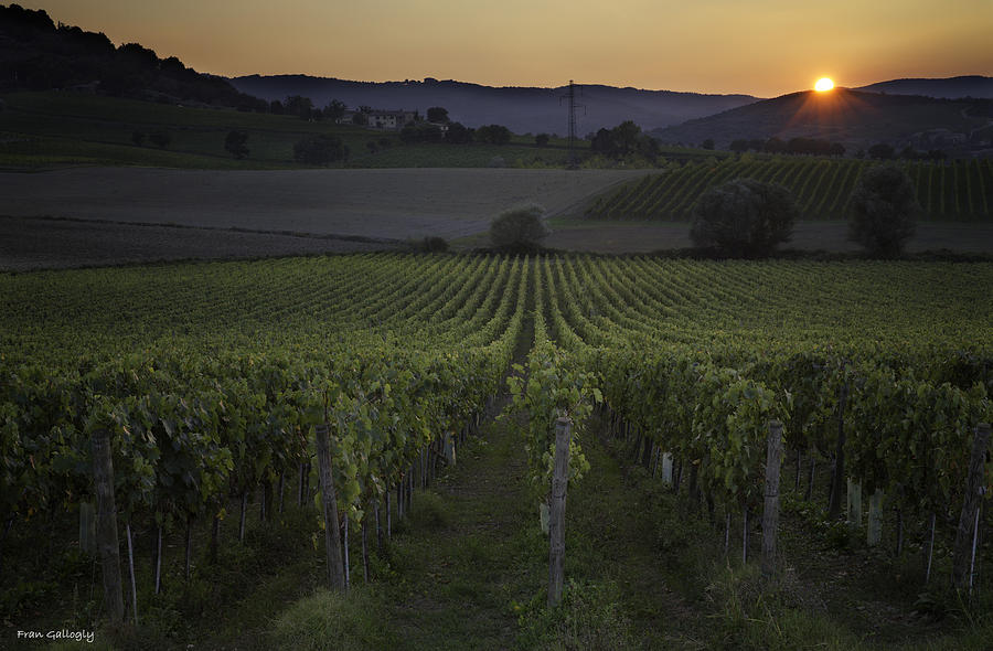 Sunset at the Vineyard Photograph by Fran Gallogly