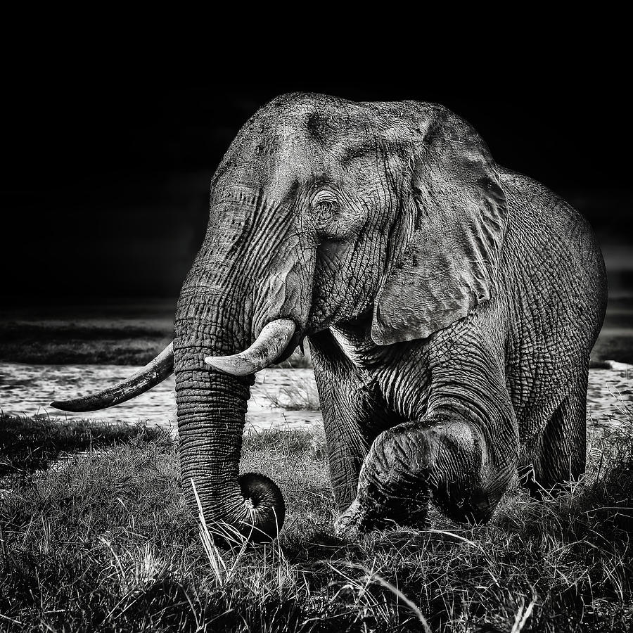 Animal Photograph - Sunset At The Waterhole by Piet Flour