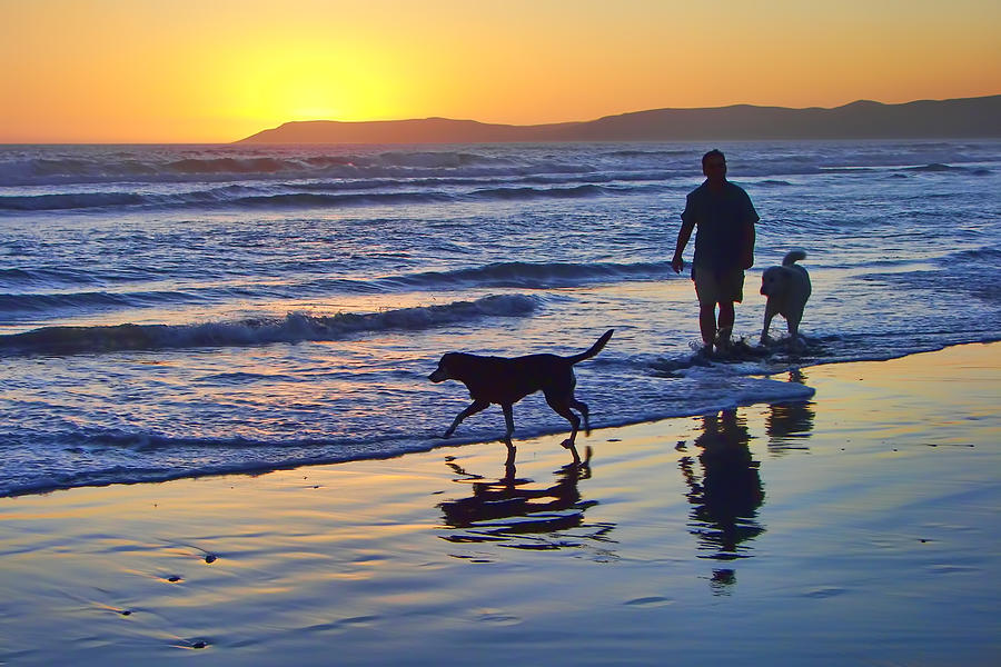 Sunset Beach Stroll - Man and Dogs Photograph by Nikolyn McDonald