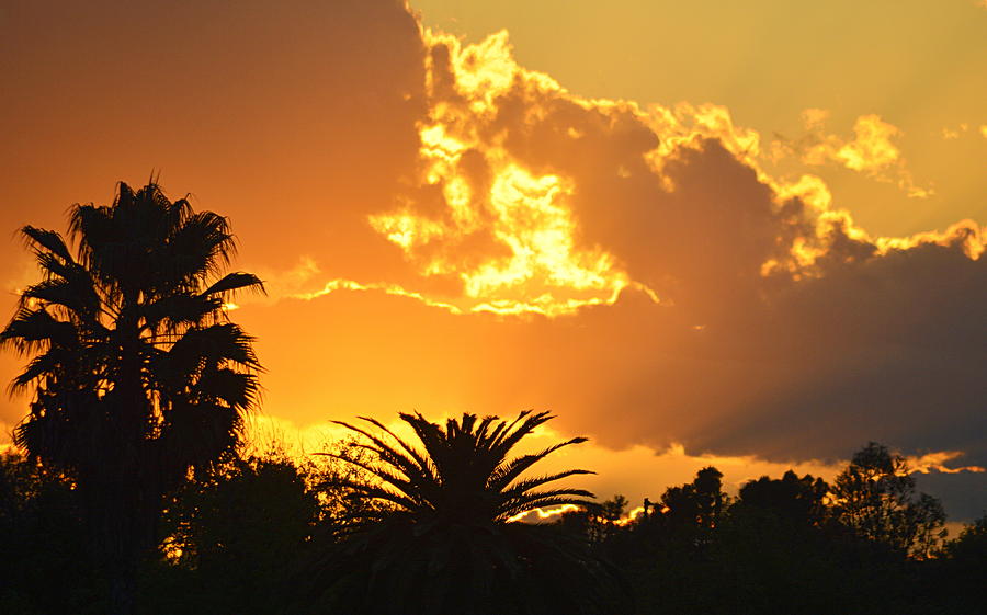 Sunset Behind the Palms Photograph by AJ  Schibig