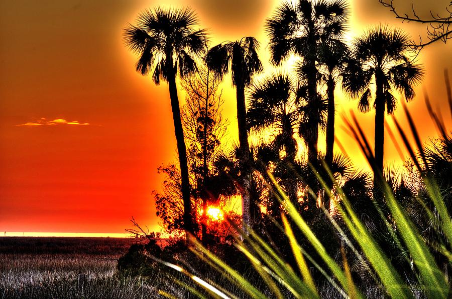 Sunset Behind The Palms Photograph by Richard Zentner