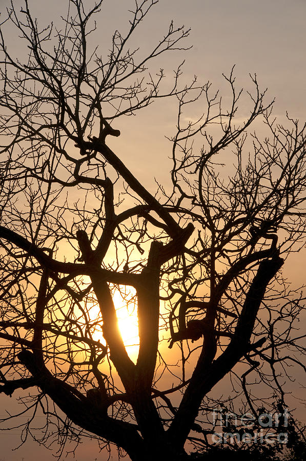 Sunset behind the tree Photograph by Leonardo Fanini