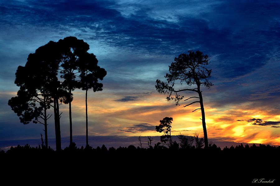 Sunset Behind the Trees Photograph by Patricia Twardzik