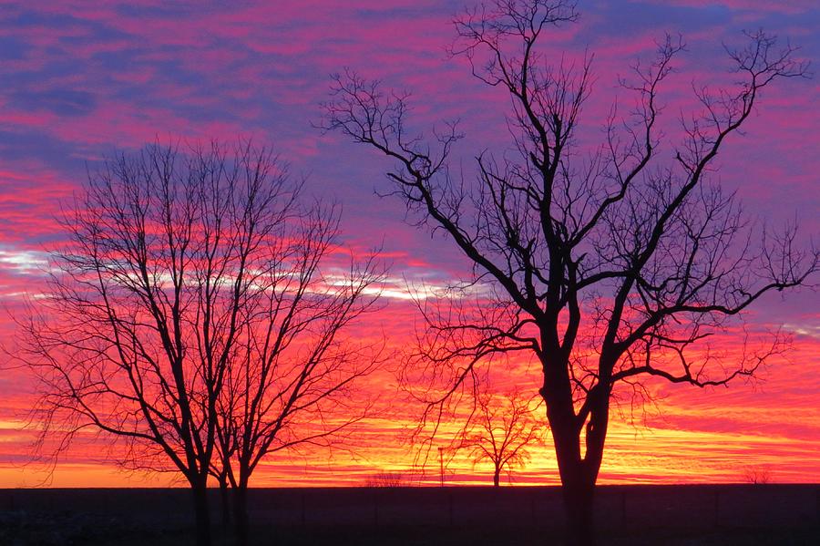Sunset Behind Trees Photograph by Jeanette Oberholtzer