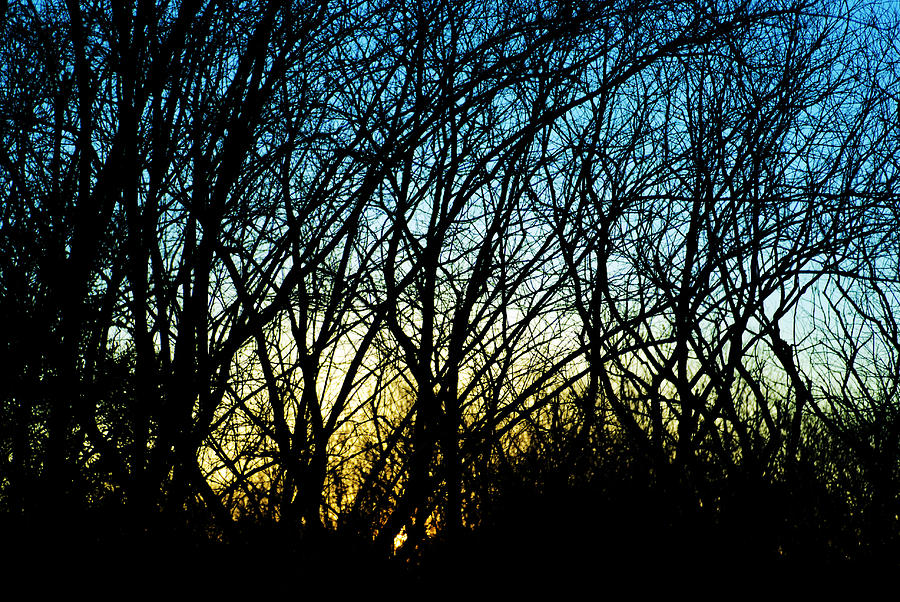 Sunset Behind Trees Photograph by Larah McElroy