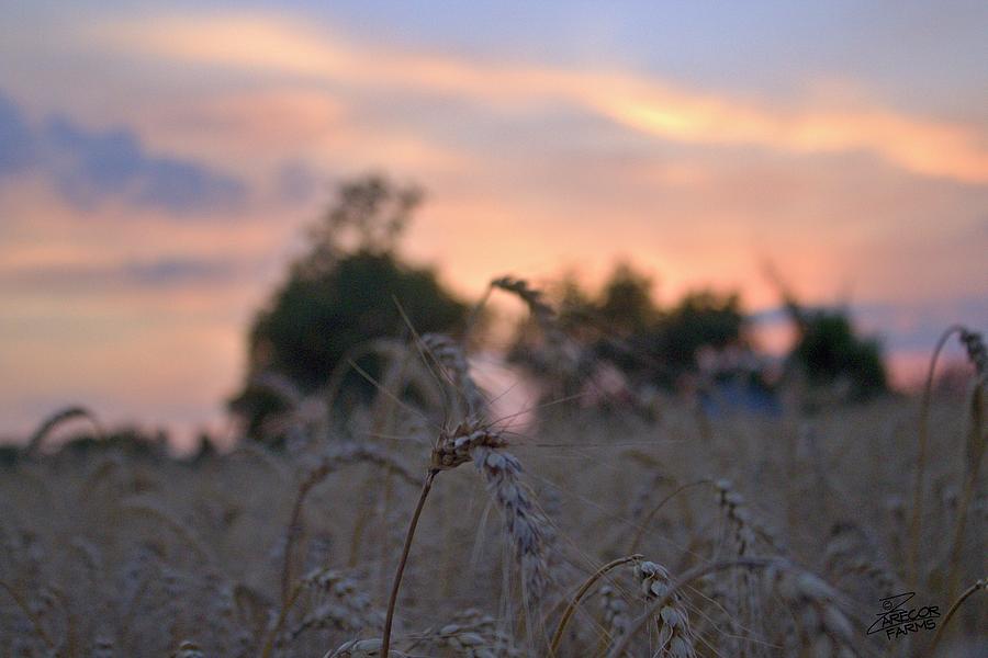 Sunset Behind Wheat Photograph by David Zarecor
